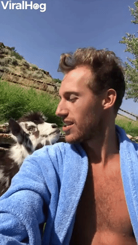 Heated Adorable Argument with Baby Goat
