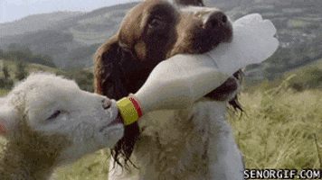 dog lambs GIF by Cheezburger