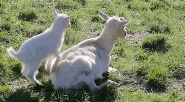 Mothers Day Moms GIF by reactionseditor