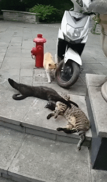 cuteanimalland giphyupload GIF