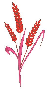 Brewing Barley Sticker by Country Malt Group