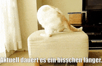 unsereoebb cat katze oebb weltkatzentag GIF