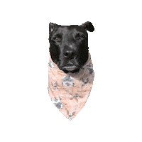 Avatar Momo Sticker by Geekster Pets