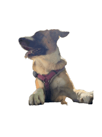 cassieadventuresoul food cute dog searching funny dog Sticker