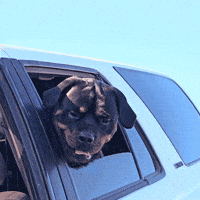 Dog Rottweiler GIF by vannboozy
