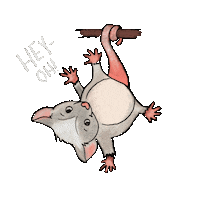 Sugar Glider Sticker
