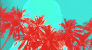 beach palms GIF