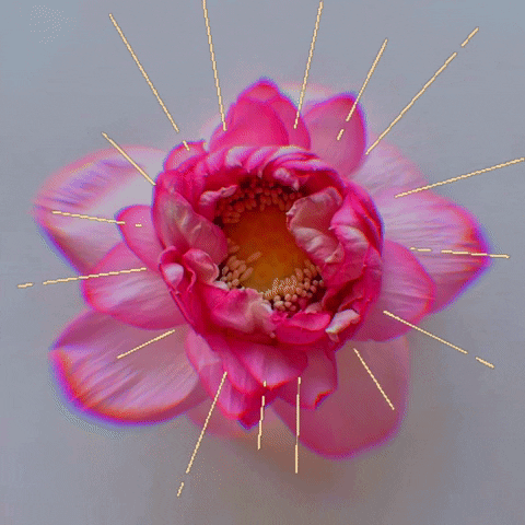 StretchYoga yoga disco lotus lotusflower GIF