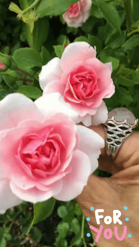 Happy Birthday Rose GIF by Crystal Hills Organics
