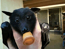 baby animals drinking GIF