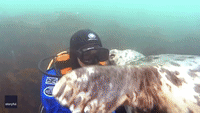 Determined Seal Attempts to Steal Diver's Hood