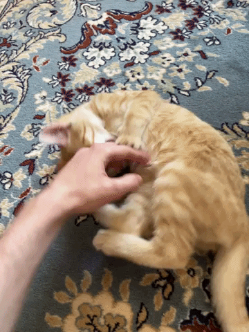 FeuerballJunge giphyupload GIF