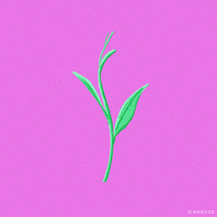 flower plant GIF by JLRReyes