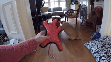 Pudge the Paralyzed Puggle Shows Her Squeaky Toy Who's Boss