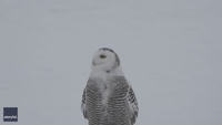 Graceful Snowy Owl Takes Flight and Perches Atop Utility Pole in Wintry Michigan