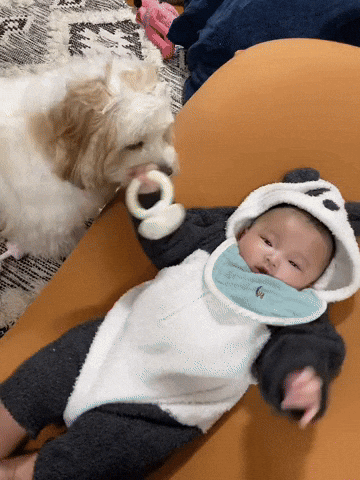 cuteanimalland giphyupload GIF