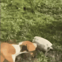 Dog Memes GIF