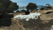 OaklandZoo fun snow bear ice GIF