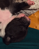 Sleepy Puppy Loves Getting Its Belly Rubbed