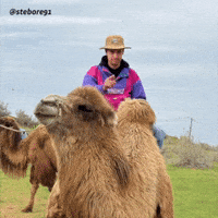What Is Happening Over The Top GIF