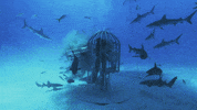 Discovery Shaq GIF by Shark Week