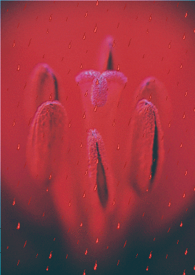 tulip GIF