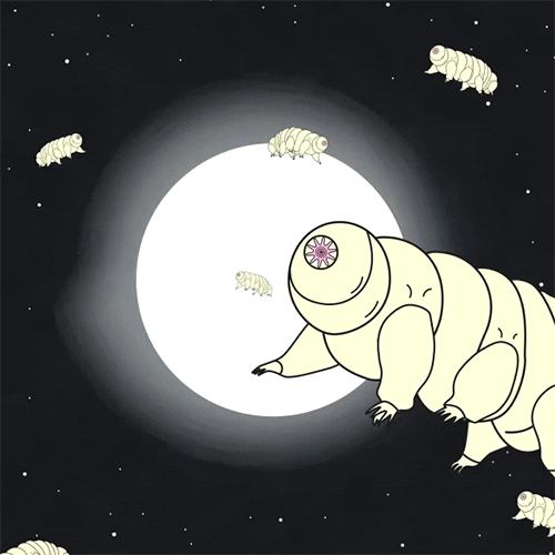 almaforrer giphyupload space animal moon GIF