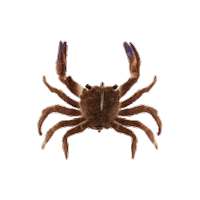 Crusty Crab Sticker by Chasebaits