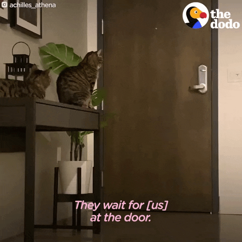 Cat GIF by The Dodo