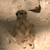 Weekend Relaxing GIF by Zoo Berlin