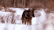yellowstone GIF by National Geographic Channel