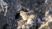 yellowstone GIF by National Geographic Channel
