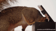 dogs squirrels GIF by KQEDScience