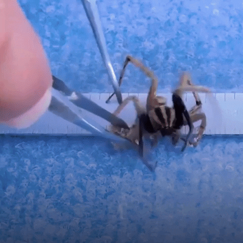 Wolf Spider GIF by The Dodo