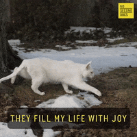 Cat Joy GIF by 60 Second Docs