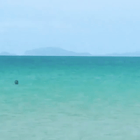 Dolphin Pod Surprises Swimmers at Matauri Bay