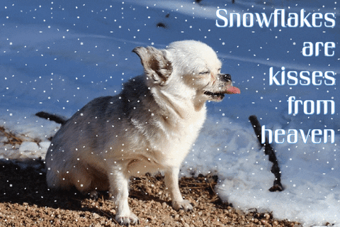 Photo gif. Photo of a chihuahua with its eyes closed and its tongue sticking out. Snow is edited to fall around it and text reads, "Snowflakes are kisses from heaven."