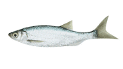 Food Bank Fish Sticker by Selfridges