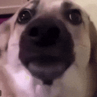 Scared Dog GIF by Respective