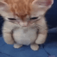 Czz GIF