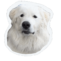 White Dog Sticker