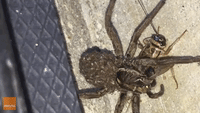 Wolf Spider Snags an Easy Meal