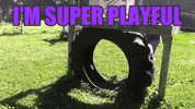 dog adopt GIF by Nebraska Humane Society 