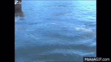 orca GIF