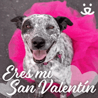Eres Mi San Valentín