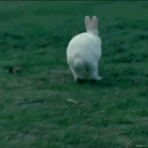bunny hop GIF