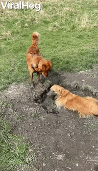 Golden Retrievers Find the Perfect Mud Puddle