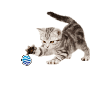 kitten booklover Sticker by Planeta de Libros México