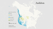 western grebe GIF by audubon