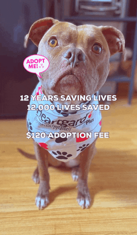GIF by NYC Second Chance Rescue
